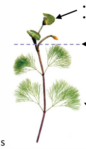 <p>Heterophylly</p>