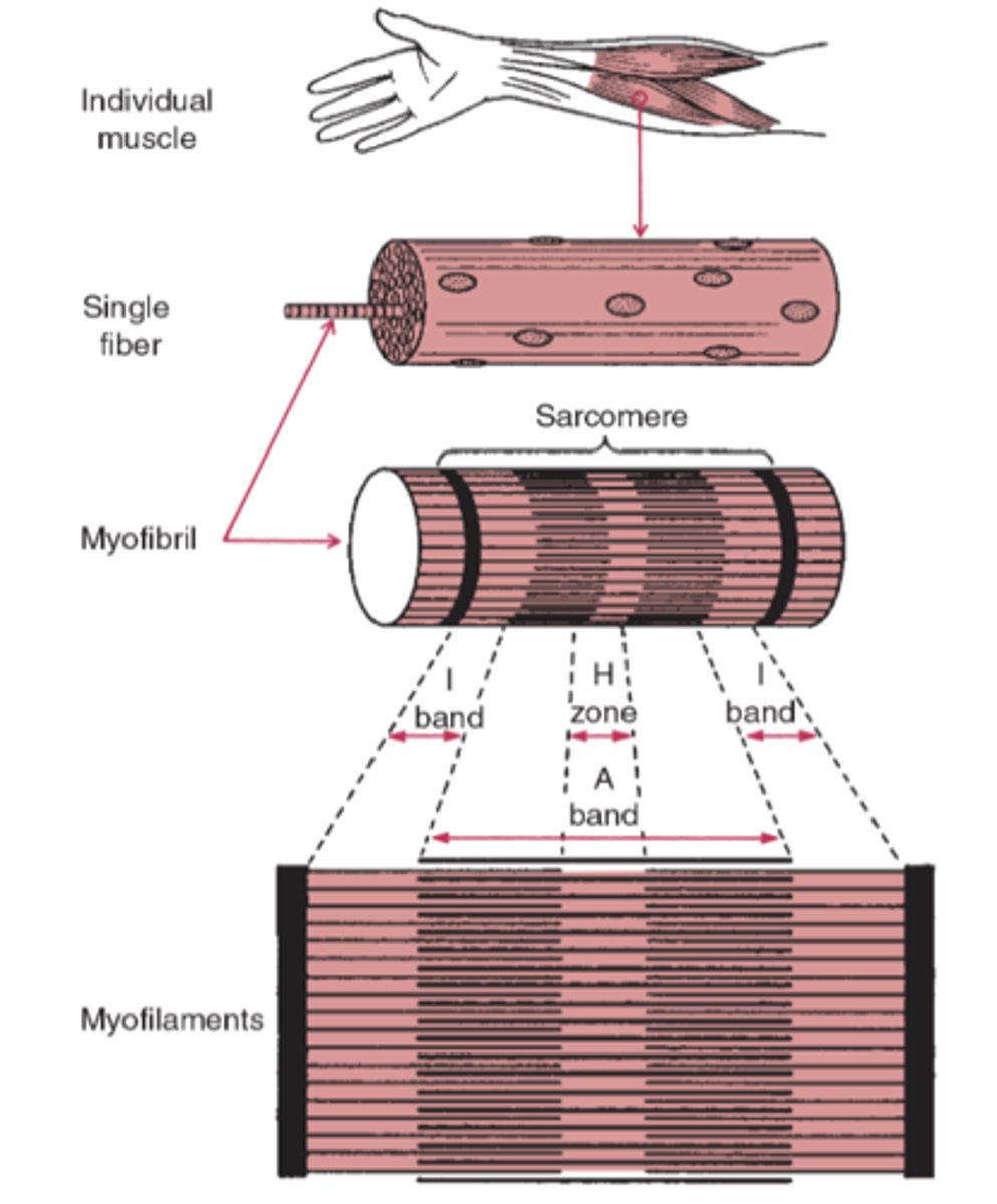<p>Actin and Myosin</p><p>- Give muscle ability to contract/relax</p>