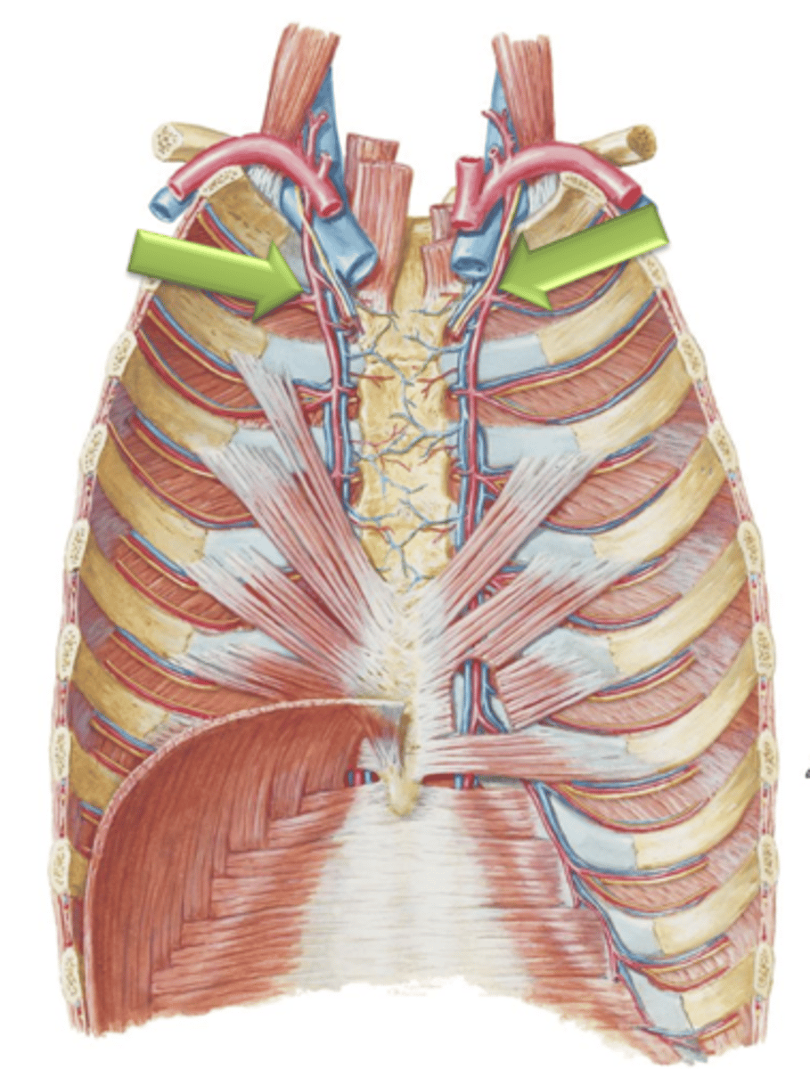 <p>Arteries that arise as branches from the left and right subclavian arteries.</p>