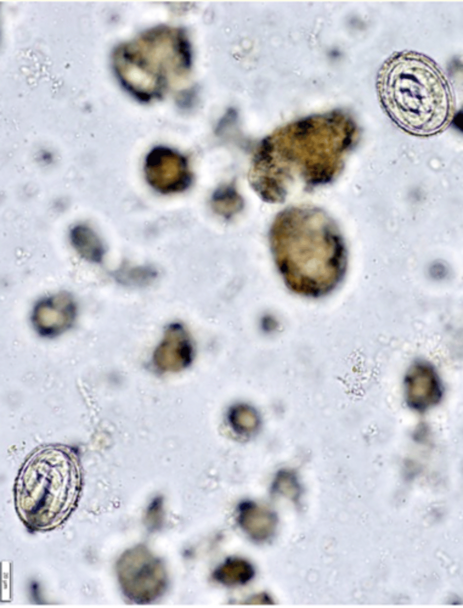 <p>Clinical signs, outdoor systems, age; </p><p>Identification of the eggs in the faeces</p>