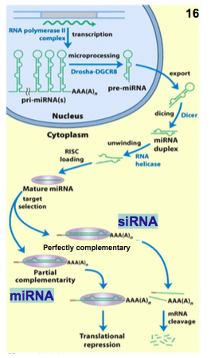 <p>1. their own independent genes called MIR genes</p><p>2. transcribed from specific regions within protein coding genes</p><p>3. transcribed from specific regions within non-protein coding genes</p>