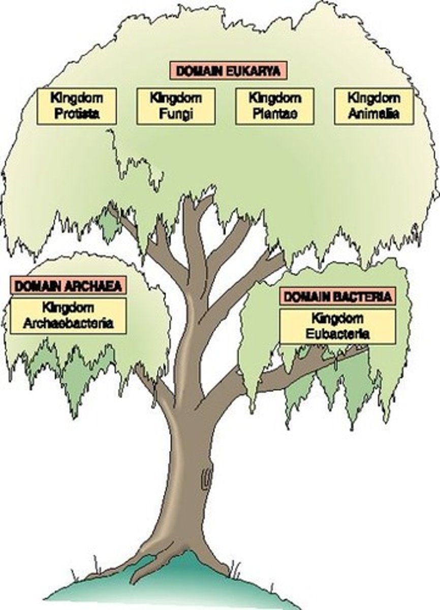 <p>Three major categories: Bacteria, Archaea, Eukarya.</p>