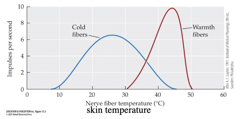 <ul><li><p>warmth fibres: increase firing rate with increases in skin temperature above 36 degrees</p></li><li><p>cold fibres: increase firing rate with decreases in skin temperature below 30 degrees</p></li></ul><p></p>