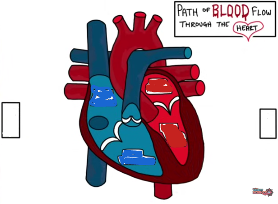 <p>If you start from the right atrium, how would blood flow? use a pencil and trace as you go along.</p>