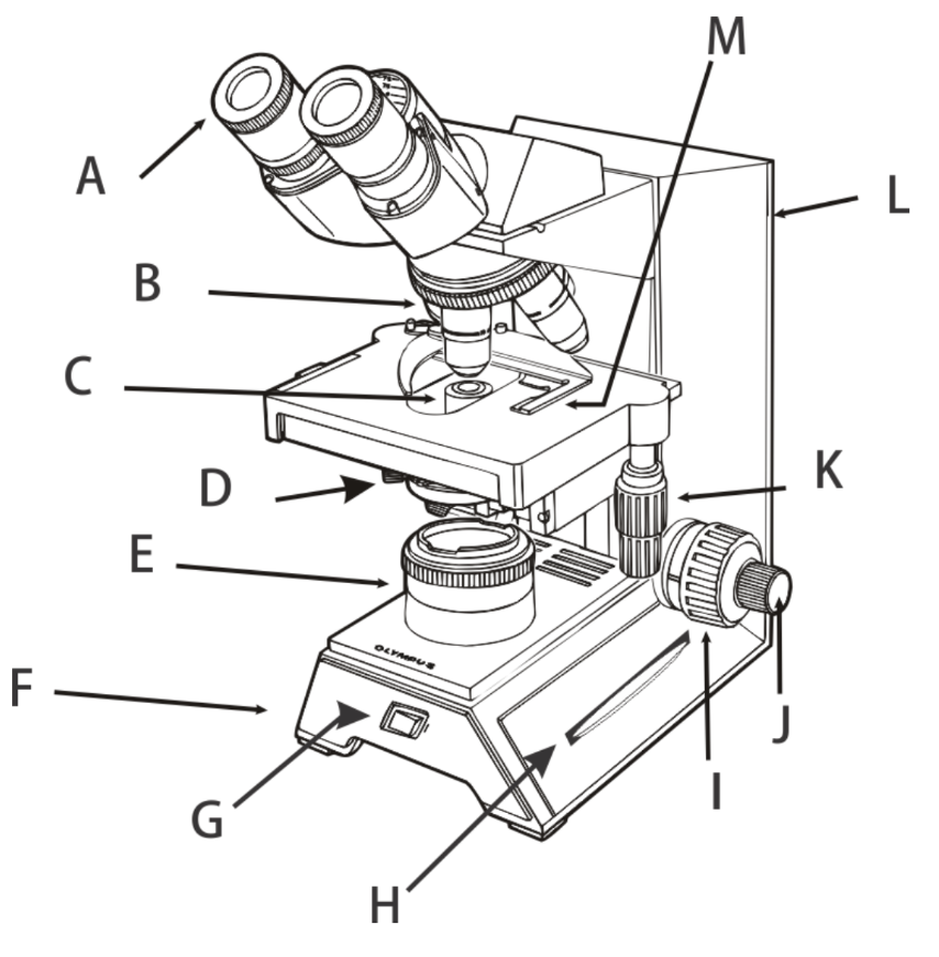 <p>M</p>