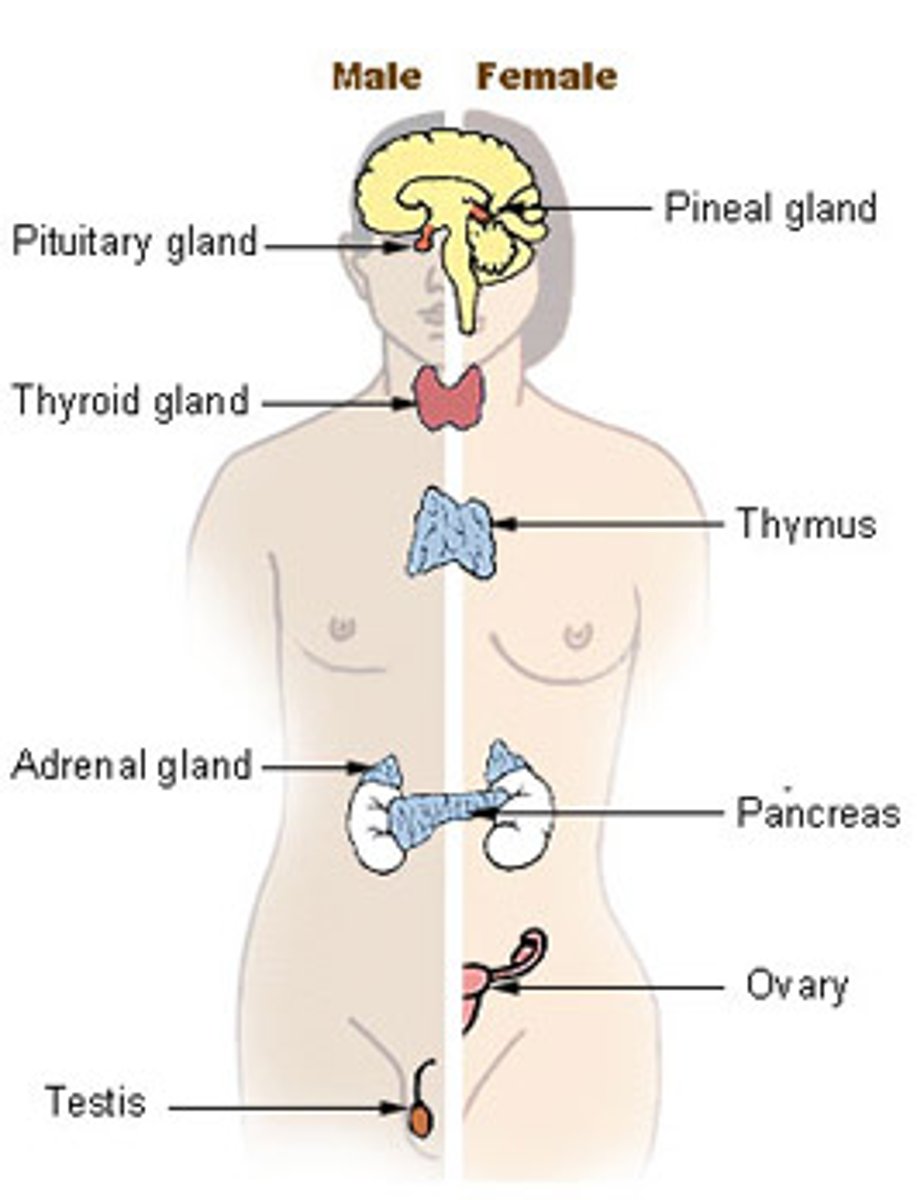 <p>Secretes into blood (no ducts); example includes pituitary and thyroid.</p>