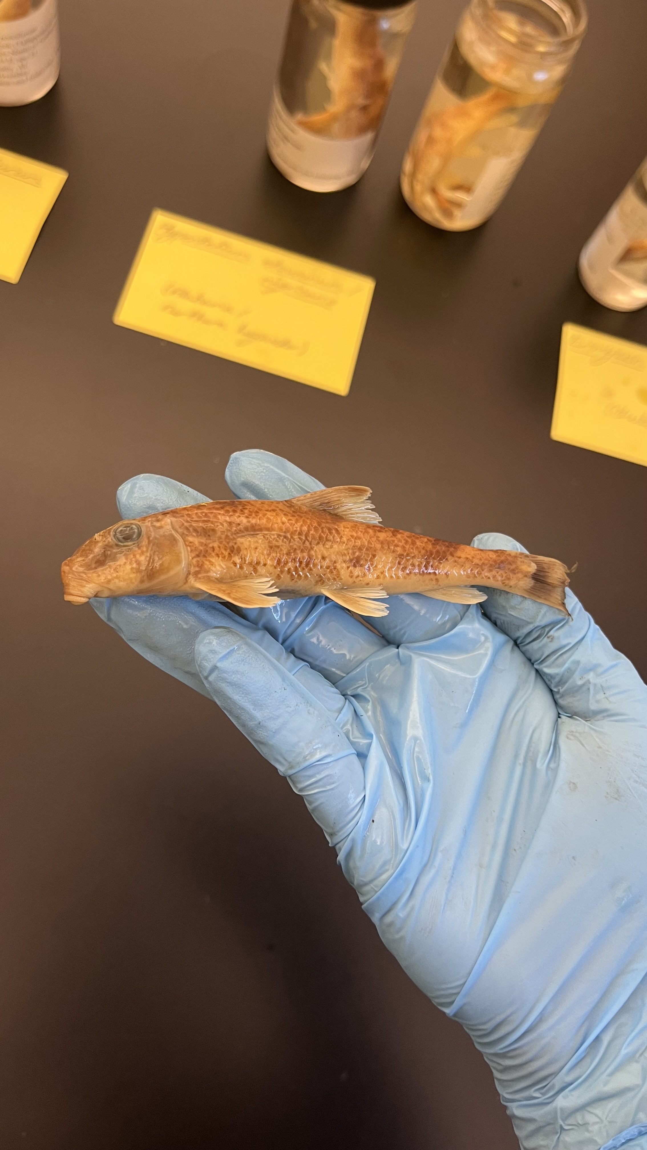 <p>Northern Hogsucker</p>