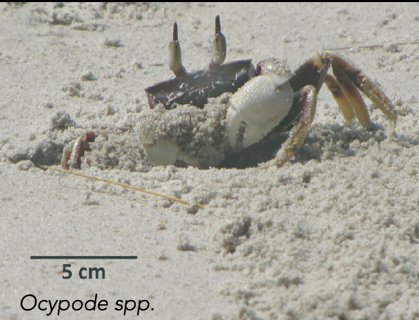 <p>What are regenerators?</p>