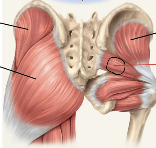 <p>identify + state origin, insertion, action, innervation of marked structure</p>