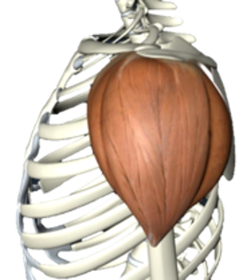 <p>What are the actions of the deltoid?</p>