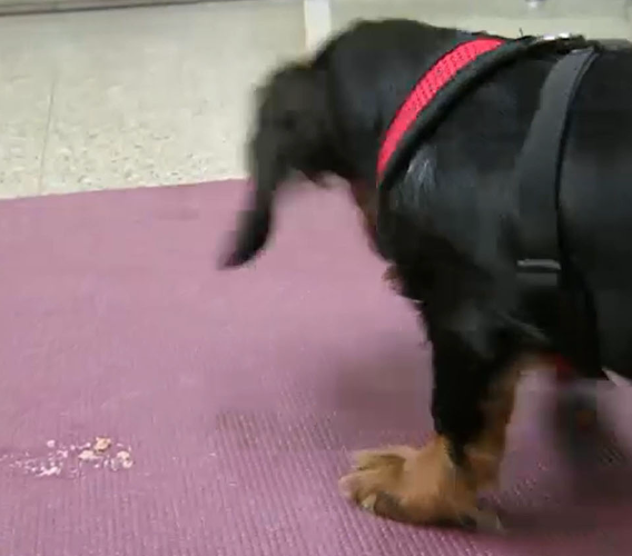 <p><u>congenital or acquired neuromuscular disorder</u> of the upper esophageal sphincter (UES), usually congenital in young dogs&nbsp;</p><p>dachshunds and goldens are predisposed</p><p>can be <strong>achalasia or asynchrony&nbsp;</strong></p>