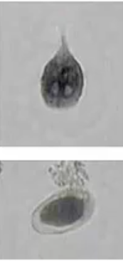 <p>What is the species name? What phylum?</p>