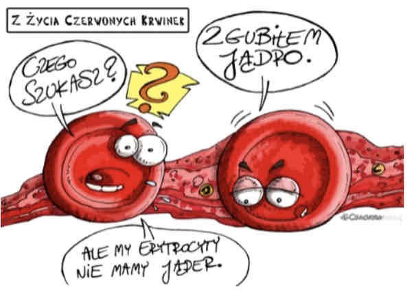 <p>Dlaczego erytrocyty <strong>nie mają jądra komórkowego</strong>?</p>