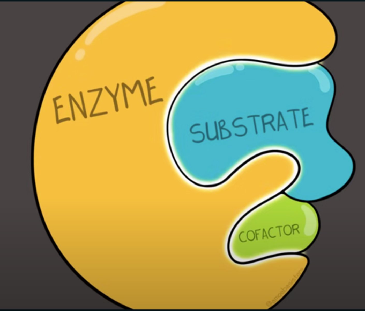 <p>Something that goes into the active site to help the substrate fit</p>
