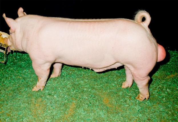 <p>-&nbsp;England, 1893 intro to US</p><p>-&nbsp;One of more pop breeds in US</p><p>-&nbsp;Great carcasses and good purebred</p><p>-&nbsp;Bacon type breed</p><p>-&nbsp;Ears Erect but can lean forward</p>