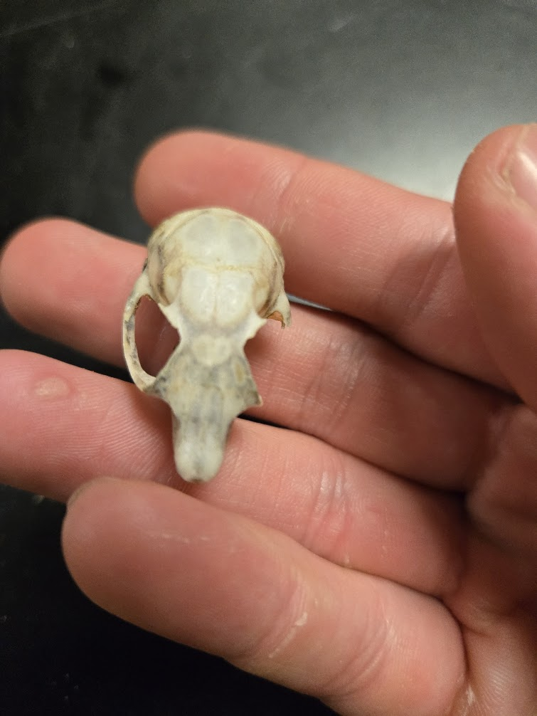 <p>1 0 2 3, 22 total<span><br></span><span> Large eyes</span><span><br></span><span> Distinct edge on post orbital process</span><span><br></span><span> Vestigial 1st premolar present</span><br><span> Pointed muzzle</span><span><br></span><span> Large eye</span><span><br></span><span> Eyes to the side</span><span><br></span><span> Distinct postorbital process</span><span><br></span><span> Rounded skull</span><span><br></span><span> Orange/white incisors</span><span><br></span><span> No canines</span></p>