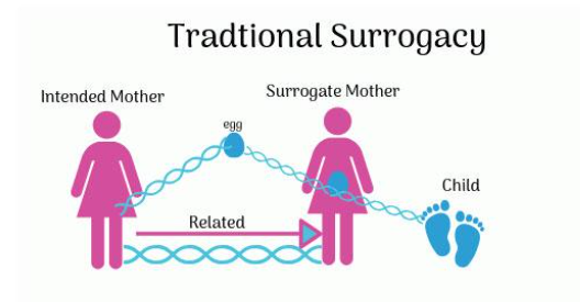 <p>TRADITIONAL SURROGACY</p>