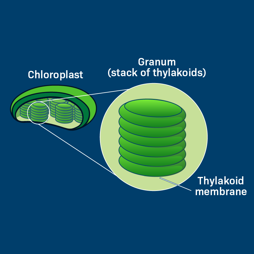 <p>these are flattened structures that hold photosynthetic pigments like chlorophyll, and they make cells look green (or just any color) by using light and wavelengths. </p>