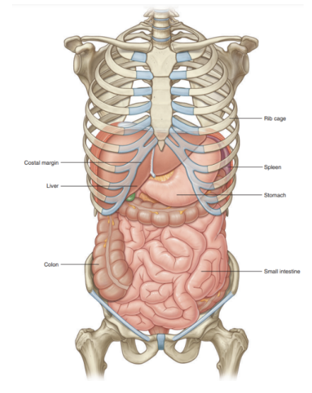 <ul><li><p>Holds major elements of GI system, spleen, &amp; parts of urinary system</p></li><li><p>Additionally — much of liver, gallbladder, stomach, spleen, &amp; parts of colon are under domes of diaphragm (project superiorly above costal margin of thoracic wall) — thus these abdominal viscera are protected by the thoracic wall </p><ul><li><p>Superior poles of kidneys are deep to lower ribs</p></li></ul></li><li><p>Viscera not under domes of diaphragm are supported &amp; protected primarily by the muscular walls of the abdomen</p></li></ul>