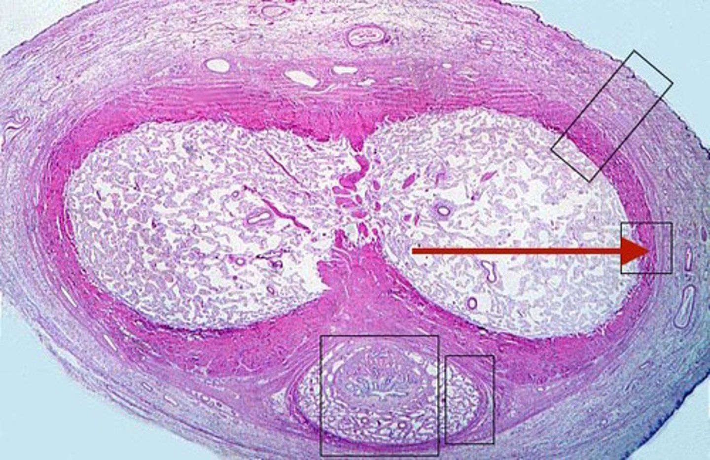 <p>a dense, fibrous connective tissue capsule that surrounds each testis.</p>