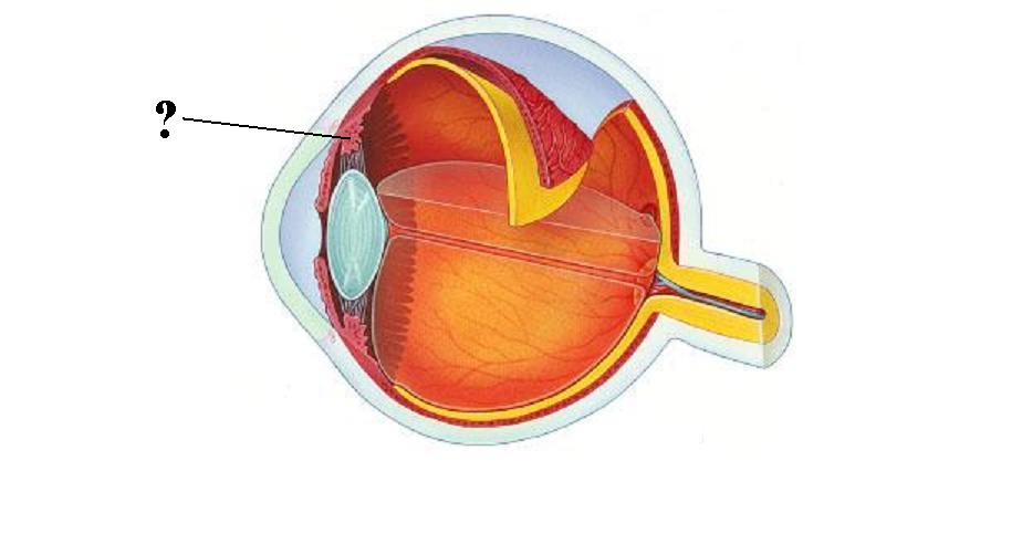 <p><span><span>Identify the indicated structure</span></span></p>