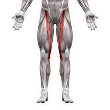 <p>O: ASIS</p><p>I: tibia</p><p>F: flexes hip and knee while laterally rotating leg</p>