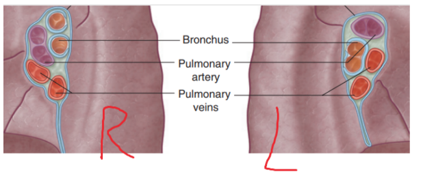 <ul><li><p>Pulmonary artery</p></li><li><p>2 Pulmonary veins</p></li><li><p>Main bronchus</p></li><li><p>Bronchial vessels</p></li><li><p>Nerves</p></li><li><p>Lymphatics</p></li></ul><p>The pulmonary artery is in most cases found at most superior portion of the hilum, while the pulmonary veins are inferior &amp; the bronchi are posterior </p><p>On the side side however, the lobar bronchus to the superior lobe branches from the main bronchus in the root, unlike on the left where it branches in the lung itself superiorly to the pulmonary artery </p>