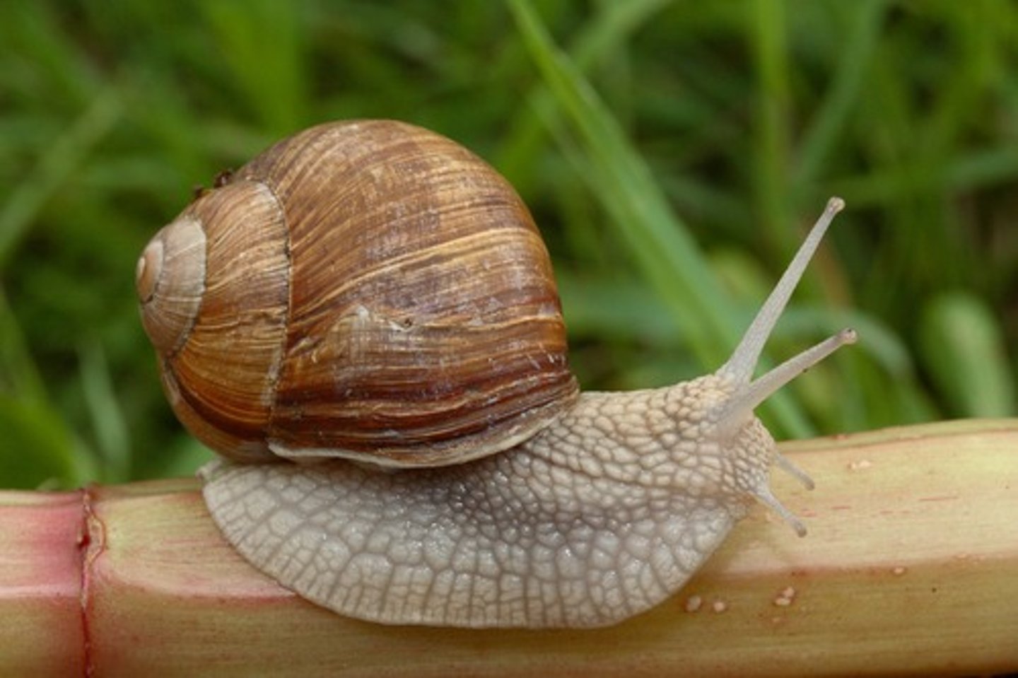 <p>Stomach foot</p><p>50% of aquatic and 100% of terrestrial</p><p>Asymmetrical with coiled shells</p><p>Embryonic development of torsion (counterclockwise rotation)</p>