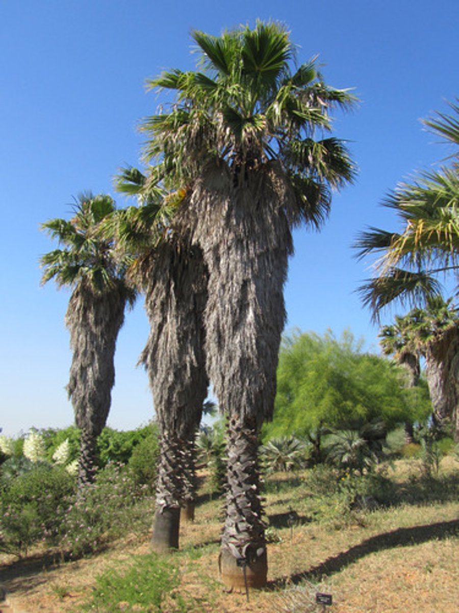 <p>Copernicia cerifera</p>