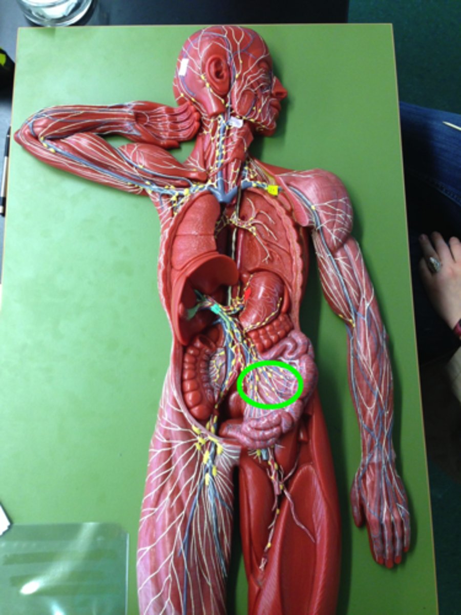 <p>Filter lymph from the digestive tract</p>