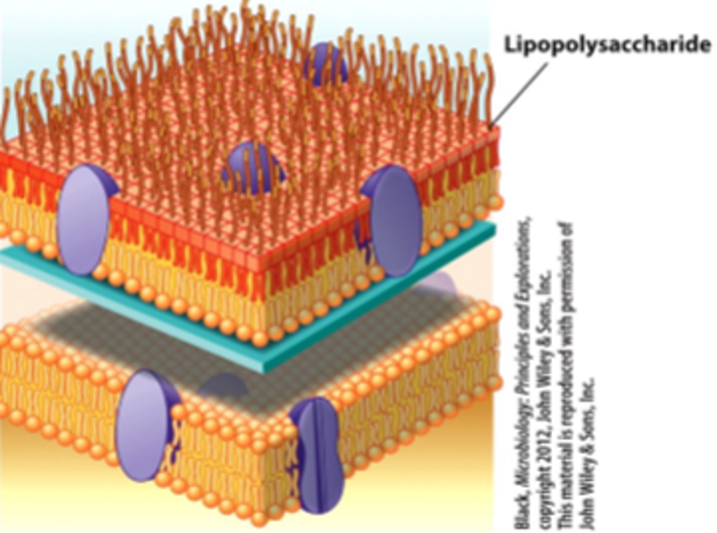 <p>impermeable channels of porings which allow certain small molecules to pass through</p>