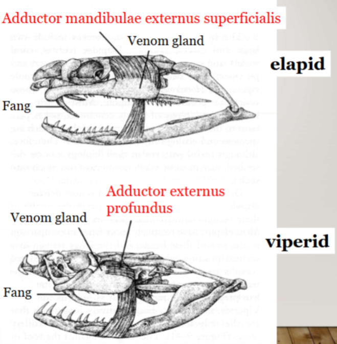 <ul><li><p>elapid: neurotoxins</p></li><li><p>viperid: hemolytic and cytolytic, except neurotoxins in some populations of 10 rattlesnake species</p><ul><li><p>`hemolytic: can cause the destruction of red blood cells (hemolysis), leading to various complications, including anemia</p></li><li><p>process of cell destruction or lysis, occurs when cells are damaged or killed, leading to their breakdown and release of their contents</p></li></ul></li><li><p>colubrid venoms???</p></li></ul><p></p>