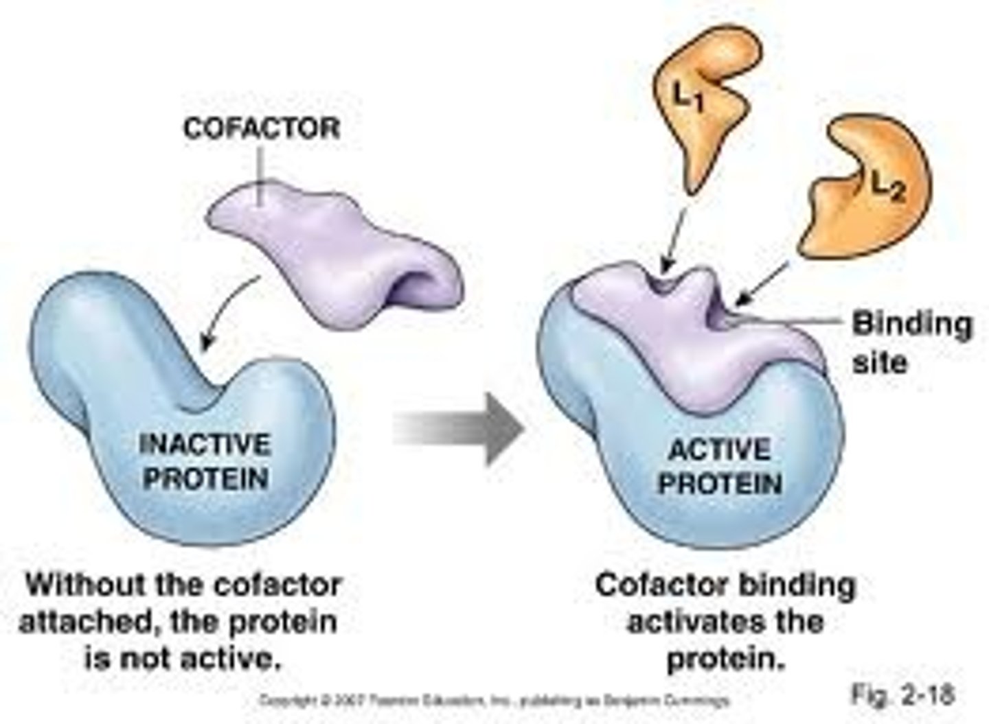 <p>nonprotein molecules that are required for proper enzyme function, cofactors made of organic molecules are called coenzymes</p>