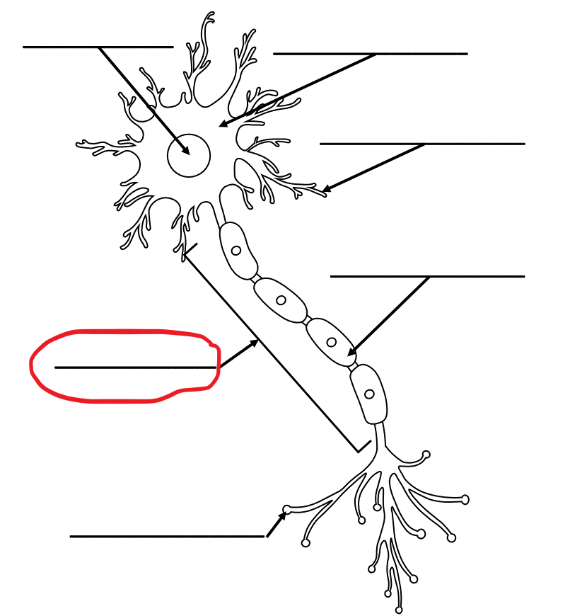 <p>What is the term for this part of the neuron?</p>