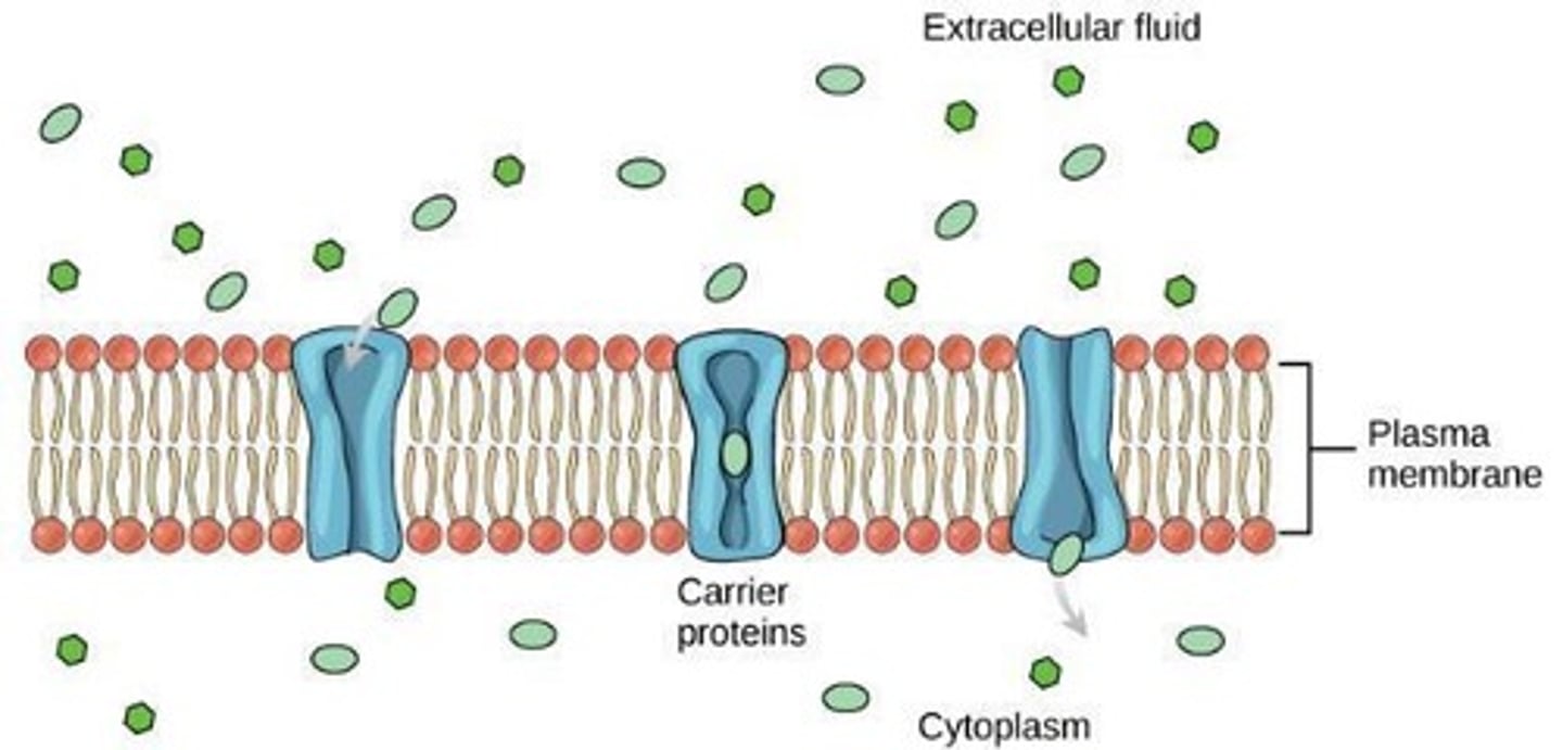 <p>Passive transport using membrane proteins for assistance.</p>