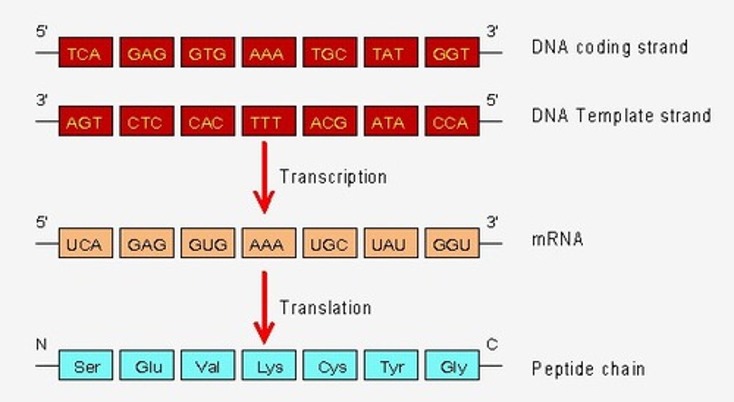 <p>RdRP uses this mRNA as a template</p><p>RNA-dependent RNA polymerase (RdRP) copies the target mRNA.</p><p>This creates new double-stranded RNA (dsRNA)</p>