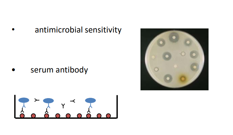 <ul><li><p>antimicrobial sensitivity</p></li><li><p>serum antibody - ELISA plate </p></li></ul><p></p>
