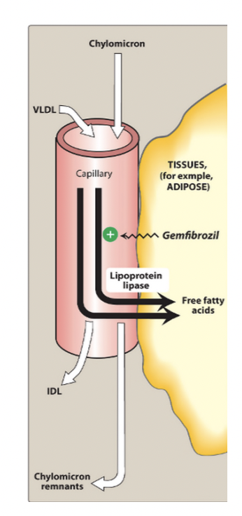 <p>Fbrates activate <strong>PPAR-α (Peroxisome Proliferator-Activated Receptor Alpha)</strong>, which regulates genes controlling lipid metabolism. </p><p>Activation decreases ApoC-III (an inhibitor of LPL) and increases fatty acid oxidation and HDL production (via ApoA-I and ApoA-II).</p>