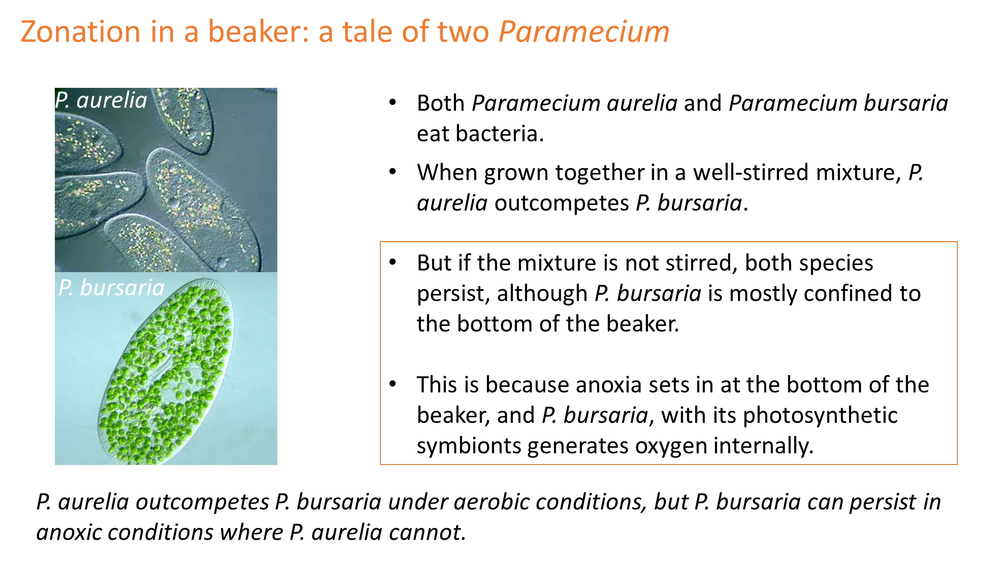 <ul><li><p><strong>gause’s principle of competitive exclusion </strong>dictates that you <strong>won’t </strong>find two species <strong>coexisting </strong>on a <strong>single limited resource</strong> if other ecological factors are constant (one will always <strong>out-compete</strong> the other)</p></li><li><p>this is not necessarily obvious in natural systems (which have high diversity), but gause’s principle holds due to <strong>niche adaptation </strong>and <strong>trade-offs</strong></p></li><li><p>eg. two <strong>barnacles </strong>in the same environment will <strong>adapt </strong>to living at <strong>different depths</strong> (upper shore species better at coping with dessication, lower shore species better at competing with other species)</p></li><li><p>eg. two <strong>paramecium </strong>species in the same beaker can survive if unstirred, because one has<strong> photosynthetic symbionts</strong> and can <strong>survive </strong>at the <strong>anoxic </strong>bottom of the beaker, whereas the other is better at <strong>competing </strong>for bacteria</p></li></ul><p></p>