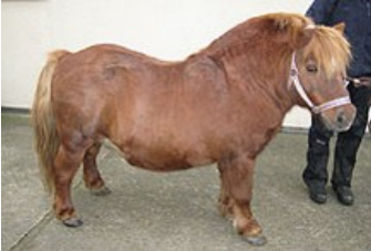 <p>AKP store husdyr blok 1 2024</p><p>Denne pony bliver præsenteret med nedstemthed og tegn på laminitis. Hvilke er den mest sandsynlige diagnose og med hvilken test kan du bekræfte din diagnose?</p><p>1 Equine metabolic syndrome - diagnosticeres med abnorm insulinrespons til glukoseapplikation i foderet eller per næsesvælgsonde som tegn på insulinresistens </p><p>2 Equine metabolic syndrome - diagnosticeres ved hjælp af body condition scoring og vejning af hesten </p><p>3 Pituitary Pars Intermedia Dysfunction (PPID) - diagnosticeres med dexamthasonsuppressionstest </p><p>4 Diabetes mellitus - diagnosticeres på grund af hyperglykæmi og glucosuri</p>