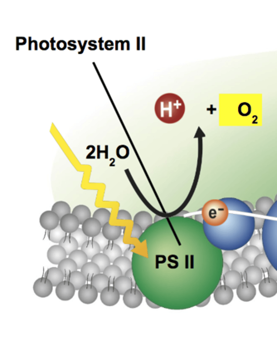 <p>A bi-product produced during the light reactions that is produced when water is split to provide electrons to the electron transport chain</p>