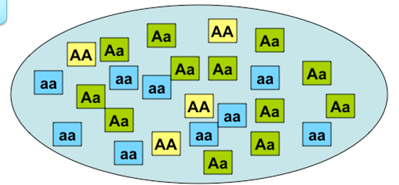 <p>population #1 3 phenotypes </p>