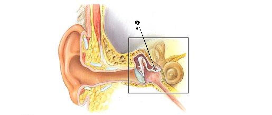 <p><span><span>Identify the indicated structure</span></span></p>