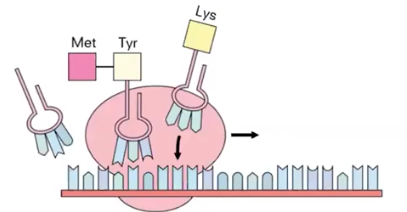 <p>#2 Step of Translation: <mark data-color="yellow">Elongation</mark> </p>