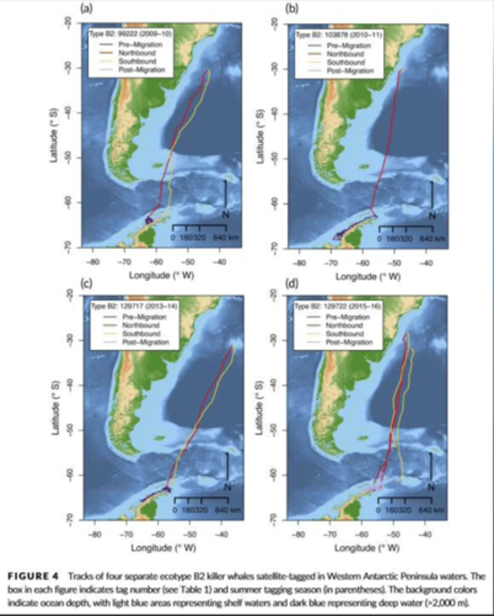<p>Killer Whales for epidermal moulting:</p><p>Antarctica - Brazil (10.000km) (Pitman et al., 2019)</p><p>Alaska – Azores (5.400-km with top speed of 252km a day</p>