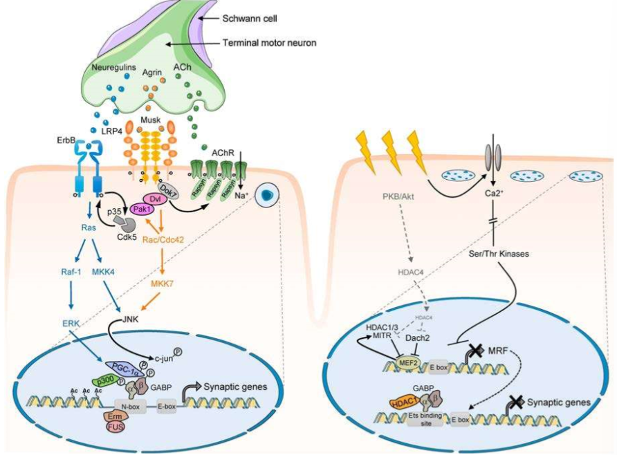 <p>Sub</p><ul><li><p>MuSK triggers JNK → Phosphorylierung GABP</p></li><li><p>TF Komplexe aktivieren Transkription von synaptischen “Genen” über DNA Bindestelle</p></li></ul><p>Extra</p><ul><li><p>Ca2+ Einstrom → Serin/Threonin Kinasen</p></li><li><p>GABP rekrutiert Histon De-azetylase 1 bei DNA Bindestelle</p></li></ul>