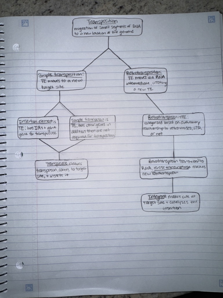 <ul><li><p>IR = Inverted repeat</p></li></ul><ul><li><p>The main difference between LTR retrotransposons and non-LTR retrotransposons is that:</p><ul><li><p>Reverse transcriptase and integrase used for LTR</p></li><li><p>Non-LTR moves by a target site primed reverse transcription&nbsp;</p></li></ul></li></ul><p></p>