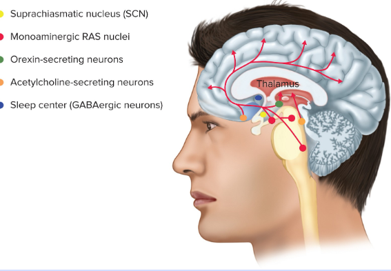 <p>Reticular Activating System (RAS)</p>