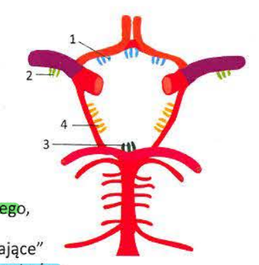 <p>1- Anteromedial central arteries - Przednia część prążkowia</p><p>2 - Anterolateral central arteries - Skorupę, gałkę bladą, głowę i trzon jądra ogoniastego</p><p>3 - Posteromedial central arteries - tylna część wzgórza i podwzgórza, niskowzgórza, gałkę bladą</p><p>4 - Posterolateral central arteries - tylna część wzgórza</p>