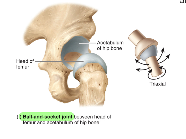 <ul><li><p>ball like surface fits into cuplike depression</p></li><li><p>Flexion/extension, abduction/adduction, rotation</p></li></ul><p></p>